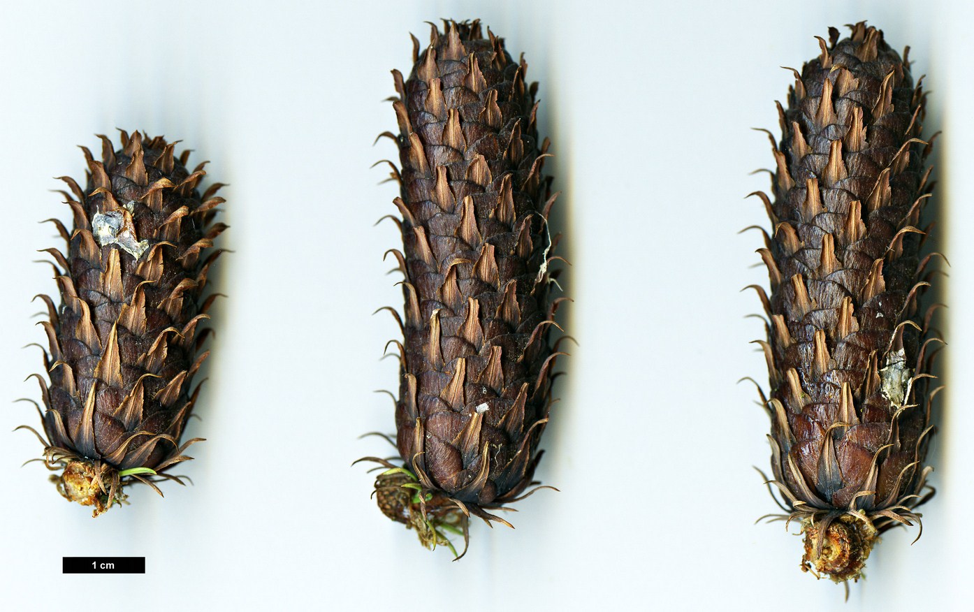 High resolution image: Family: Pinaceae - Genus: Larix - Taxon: potaninii - SpeciesSub: subsp. potaninii